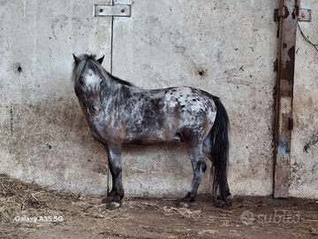 Stagione di monta 2026