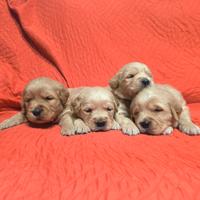 Golden retriever cuccioli con pedigree ENCI