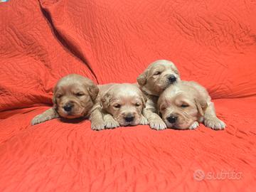 Golden retriever cuccioli con pedigree ENCI