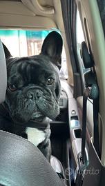 Bulldog Francese bringè maschio per monta
