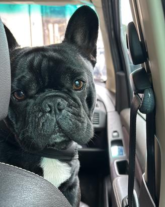 Bulldog Francese bringè maschio per monta