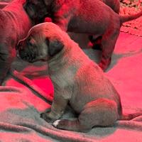 Cuccioli Cane Corso