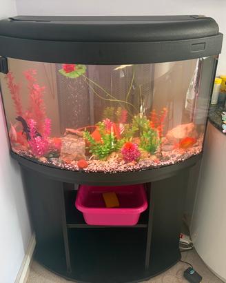 Acquario