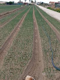 Terreno Margherita di Savoia