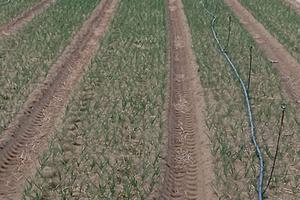 Terreno Margherita di Savoia