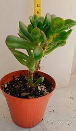 Piante varie