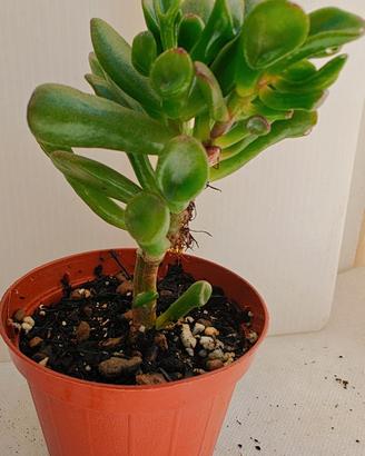 Piante varie