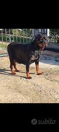 Femmina rottweiler pedigree