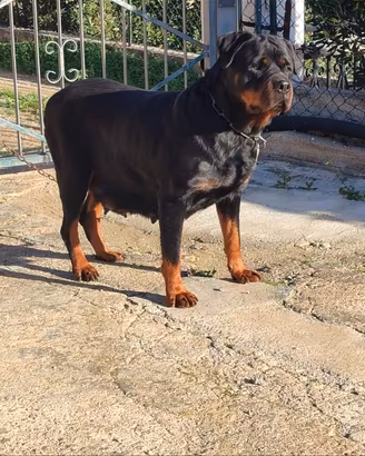 Femmina rottweiler pedigree