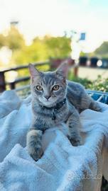 Gatto maschio
