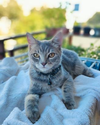 Gatto maschio