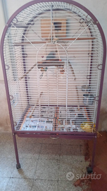 Parrocchetti dal collare