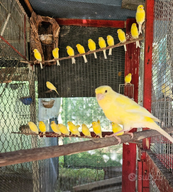 Canarini da canto Malinois