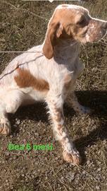 Setter inglese femmina