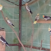 Coppie riproduttive calopsite