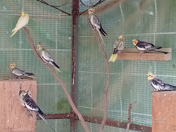 Coppie riproduttive calopsite