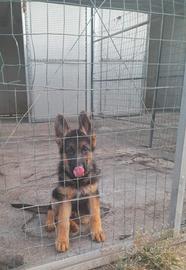 Cuccioli di pastore tedesco
