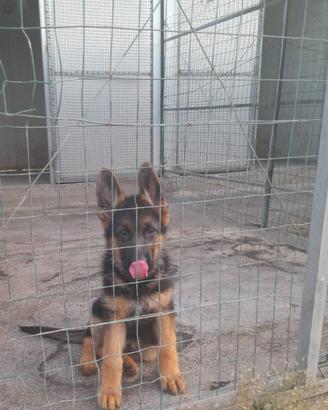 Cuccioli di pastore tedesco