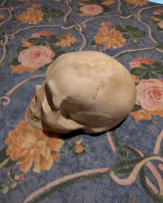 scultura in gesso