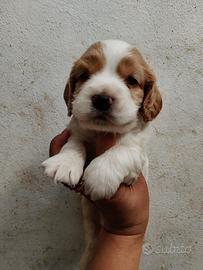 Cocker