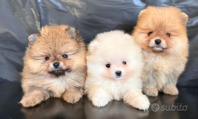 Spitz volpino di pomerania