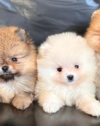 Spitz volpino di pomerania