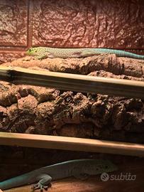 Phelsuma Standingi