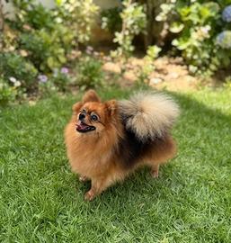 Spitz di pomerania pedigree enci