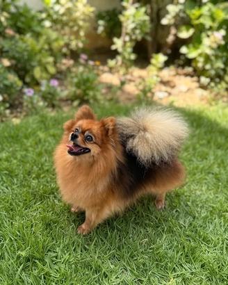 Spitz di pomerania pedigree enci