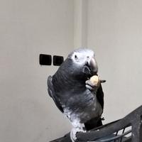 Cenerino Timneh Romeo