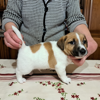 Cuccioli jack russel
