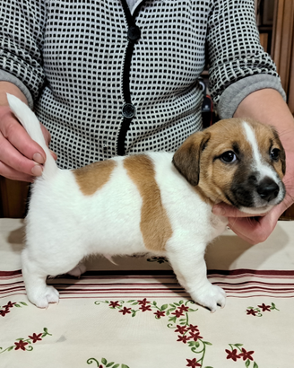 Cuccioli jack russel
