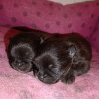 Volpino di Pomerania o Spitz tedesco Nano