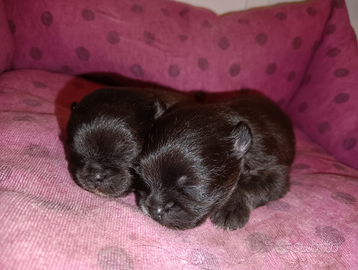 Volpino di Pomerania o Spitz tedesco Nano