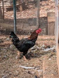 Gallo