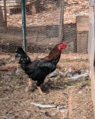 Gallo