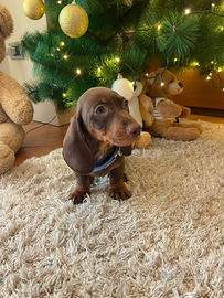 Cuccioli di bassotto