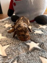 Cuccioli bassotto arlecchino ciccolato