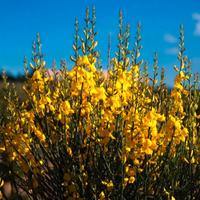 🌼 Piante di Ginestra (Spartium junceum)