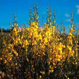 🌼 Piante di Ginestra (Spartium junceum)