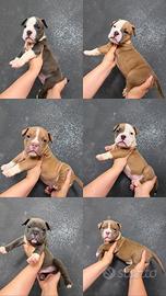 Cuccioli american Bully