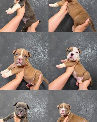 Cuccioli american Bully