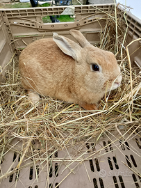 Coniglio