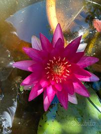 Piante ombreggianti da laghetto