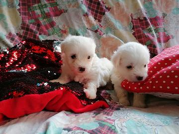 Coton De Tulear due mesi