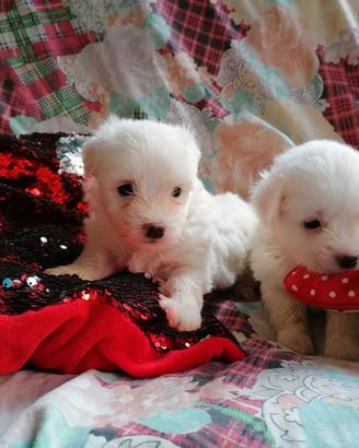 Coton De Tulear due mesi