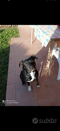 Cane pitbull