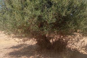 DOLIANOVA:Uliveto e mandorleto