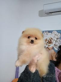 Spitz tedesco nano pomerania
