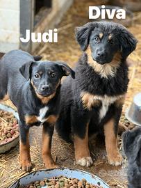 3 CUCCIOLOTTE affettuosissime 3 MESI